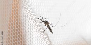 Insektenschutz in Bruchsal